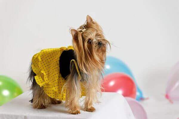 All Information about Parti Yorkie Growth