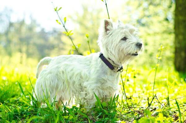 Photo of White Biewer Terrier Dog Breed