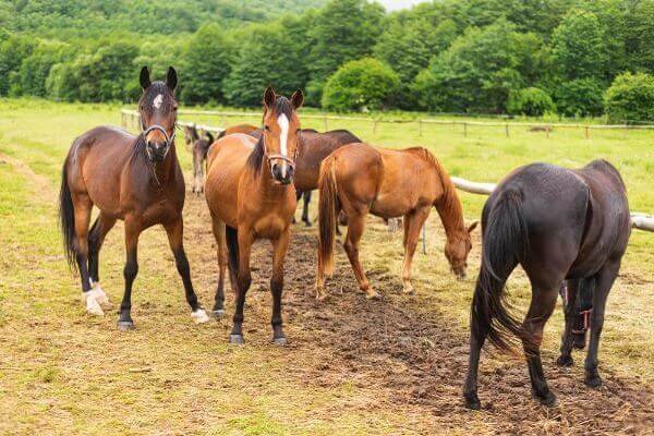 The Best List of Horse Breeds for Beginners and Riders