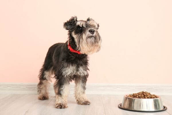 What is the Best Dog Food for Yorkies