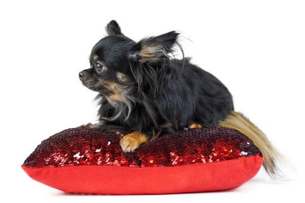 Longhaired chihuahua Parti Yorkie puppy on red pillow, white isolated background