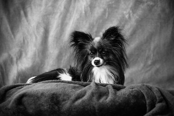 Facts about black and white yorkie