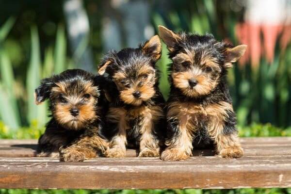 Where to Find Parti Yorkie Puppies for Sale