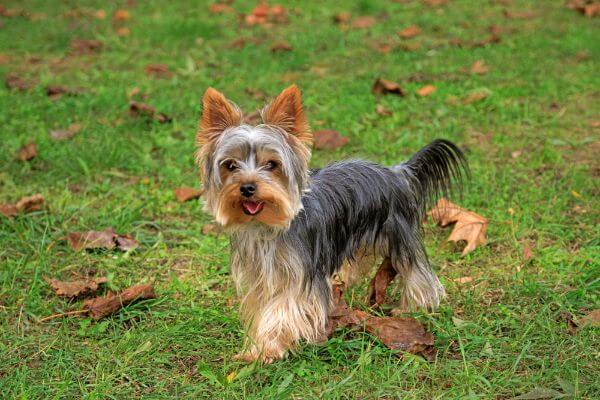 Parti Yorkie Breed Facts and Information
