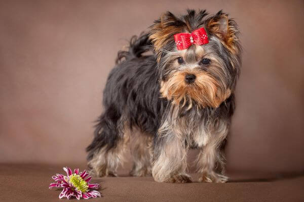 All About Parti Yorkie Puppy, Cost, Health, Care, & More