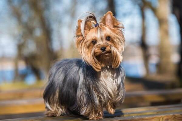 Photo of Yorkshire Terriers Short Hair Facts
