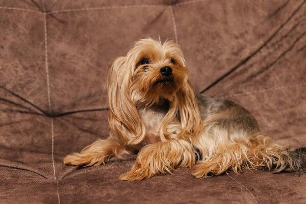 Looks Awesome Golden Yorkie