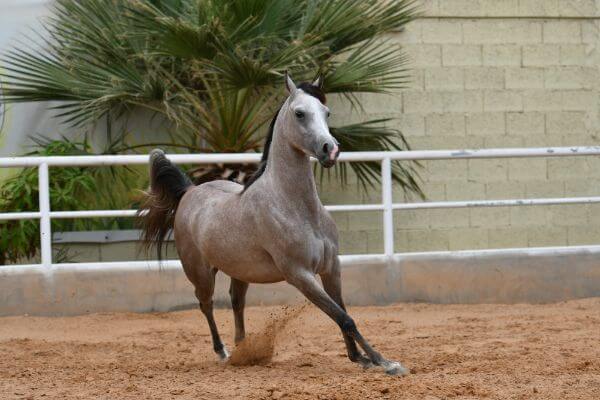 Fabolous Info About Arabian Horse Breed