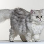 Ragdoll Cat Breed Character, Personality Information