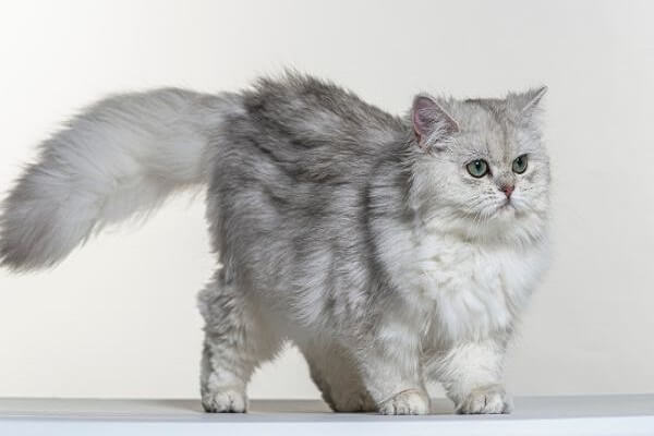Ragdoll Cat Breed Character, Personality Information