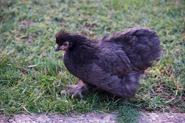Chicken breed with feathers on their feet