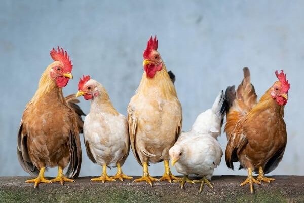 Chicken Breeds For Your Backyard