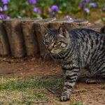 Are Bengal Cats Hypoallergenic | Full Information