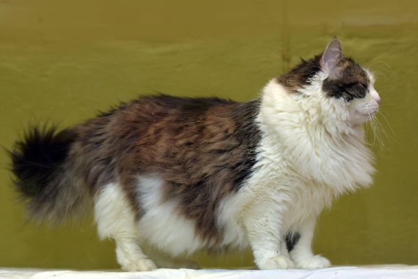 Birman cat breed characteristics and facts