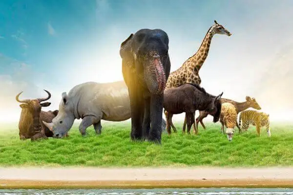 Das größte Tier der Welt und befriedigende Fakten