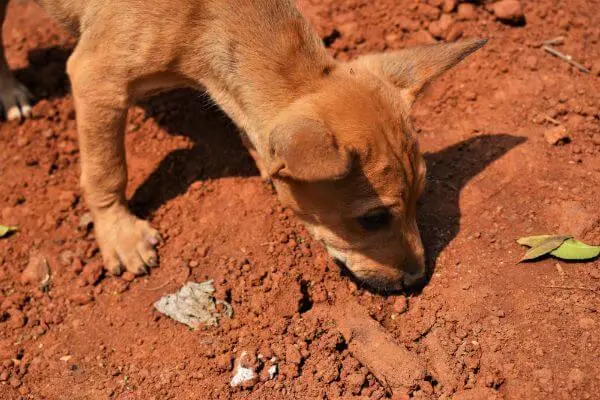 How To Stop A Dog From Digging: Easy 5 Ways