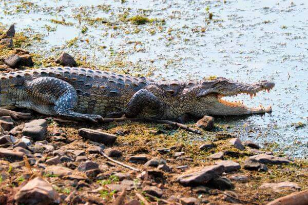A close Picture Alligator and Crocodile