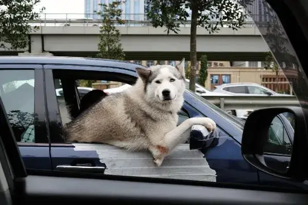 Everything You Need to Know About Uber Pet Friendly Rides