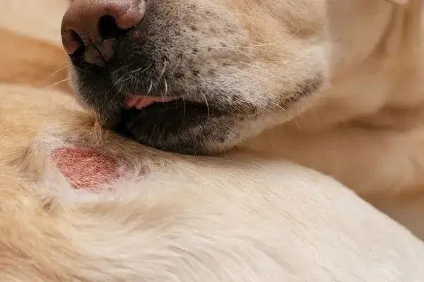What Do Fleas Look Like On Dogs?