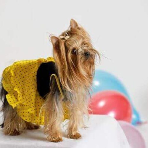 Parti Yorkie Growth & Weight Chart Full Info