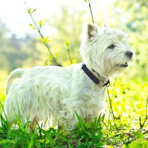Biewer Terrier Dog Breed Information, Personality & Facts