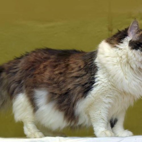 Get All Info About Birman Cat Breed