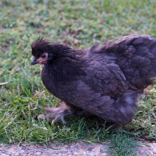 The Eventual Guide on Orpington Chicken Breed
