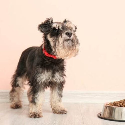 What is the Best Dog Food for Yorkies