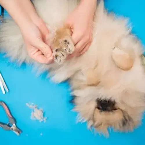 How To Cut Black Dog Nails: Step By Step Guide