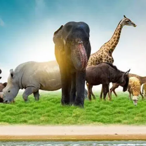 Was ist das Größte Tier der Welt? – Alle Informationen