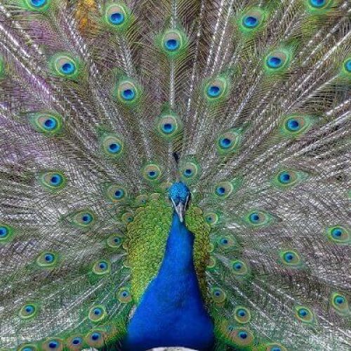 Why Do Peacocks Spread Their Feathers To Humans