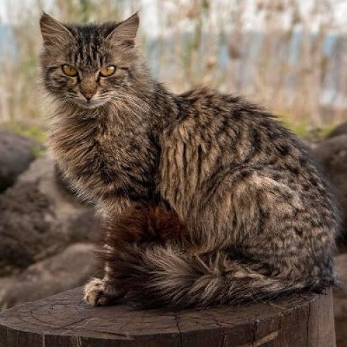 What is the Biggest Cat Breeds: Meet the 8 Largest Pet Cats