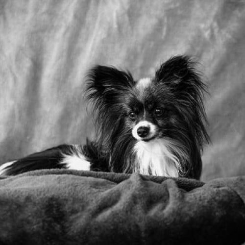 10 Black and White Yorkie Facts You Need to Know