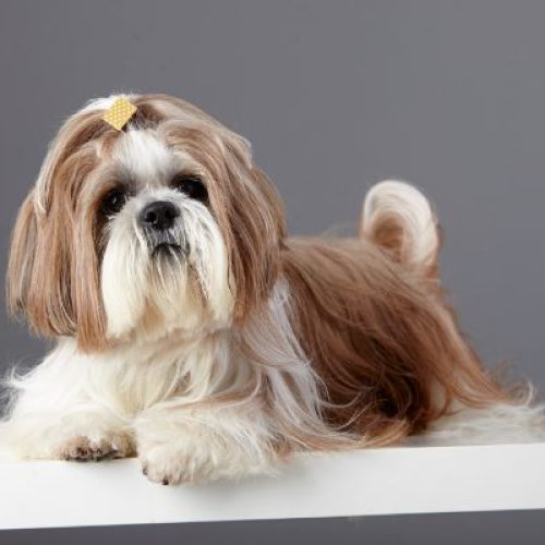 Why Shih Tzus Are the Worst Dog: Complete Information