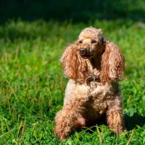 Cavaliers and Poodles: Everything You Need to Know