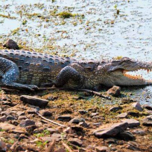 What is the Difference Between Alligator and Crocodile | All Facts Explained