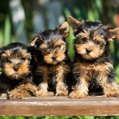 Where to Find Parti Yorkie Puppies for Sale