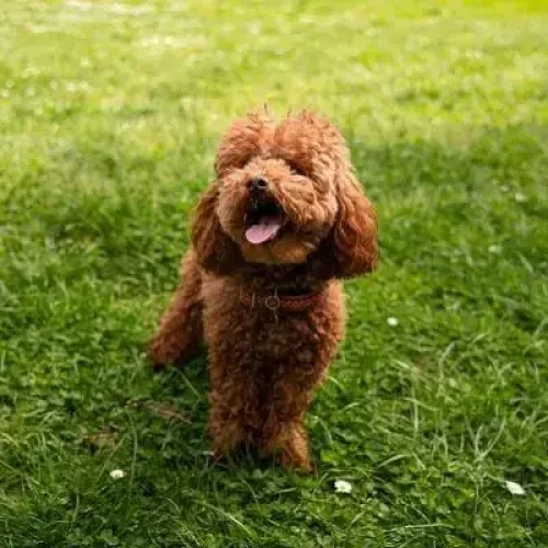 Cavalier Poodle Dog Breed Information and Characteristics