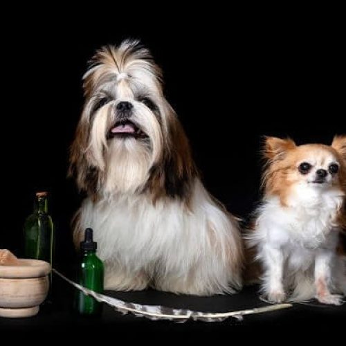 What Is the Difference Between a Parti Yorkie and Biewer?