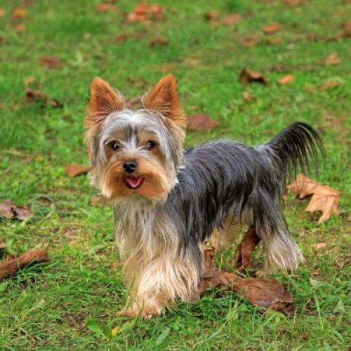 Parti Yorkie Breed Facts and Information