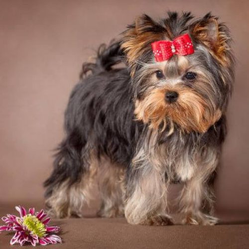 What is a Parti Yorkie Puppy? Cost, Health, Care, and More