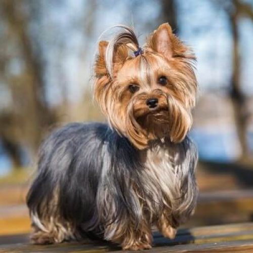 Yorkshire Terriers Short Hair Facts