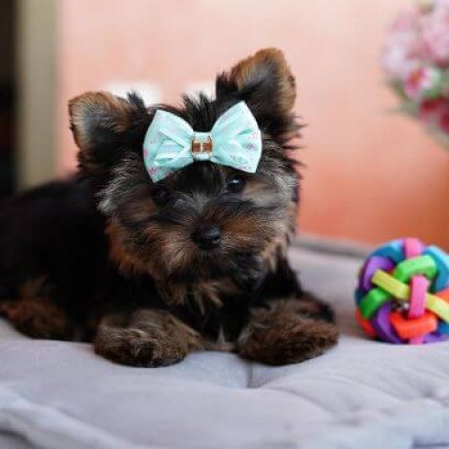 Full Grown Chocolate Parti Yorkie Cost, Health, Care and More